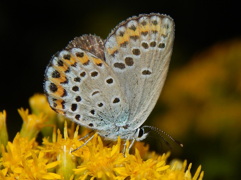 Lycaenidae da ID